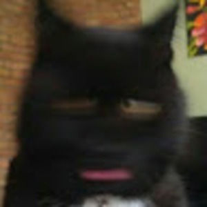 Meet your Posher, Owen